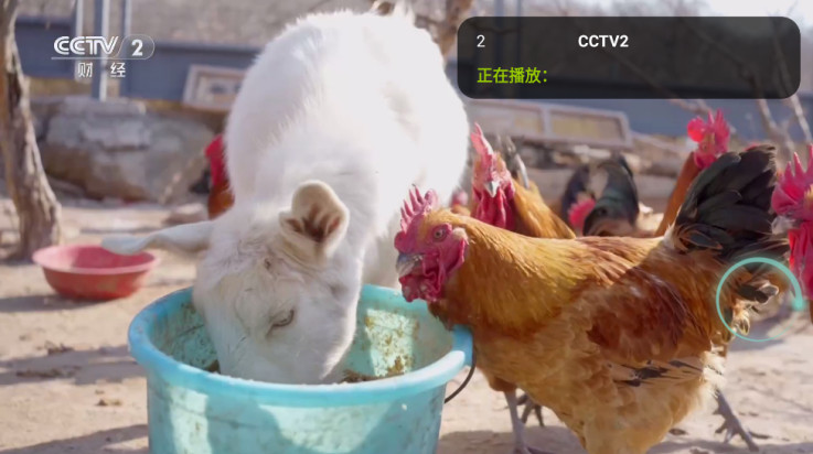 橙子电视直播tv版